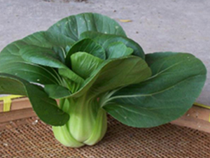 �L����̖�๣��-�๣�˷N��-����r(n��ng)�I(y��)