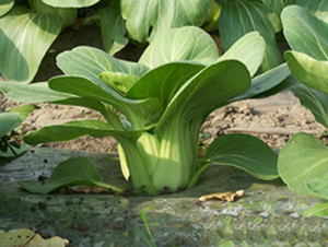 ������-�๣�˷N��-����r(n��ng)�I(y��)