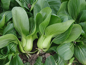 ����518-�๣�˷N��-����r(n��ng)�I(y��)