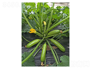 ���_˹-�����J�N��-�A�߷N�I