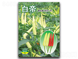 �׵�-���콷�N��-�A�߷N�I