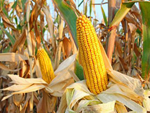 瑞普909-玉米種子-信源種業