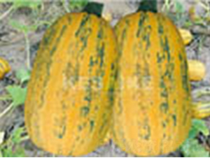 �r(n��ng)�l(f��)��̖-�����J�N��-�wِ�w