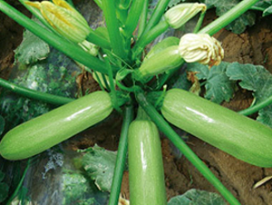 �P����̖-�����J�N��-�wِ�w