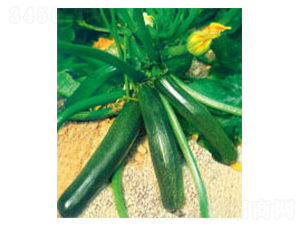 �P����̖-�����J�N��-�wِ�w