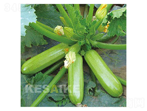 �P��-�����J�N��-�wِ�w