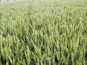 �A��3366-С���N��-�|���r�I