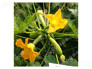 �G��115-�����J�N��-������