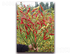 ʥ�r(n��ng)�t��ʯ05���콷-���콷�N��-ʥ�r(n��ng)�߿�