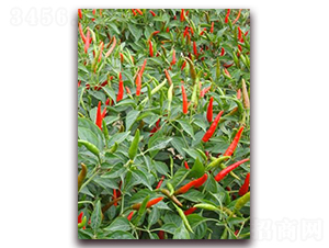 ʥ�r�t��ʯ03���콷-���콷�N��-ʥ�r�߿�