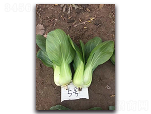 ��Խ5̖-�๣�˷N��-����N��