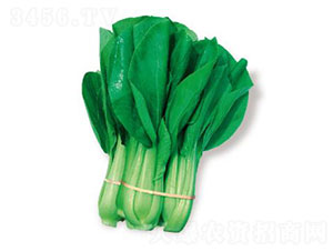 ����-��˷N��-�ȃ��_