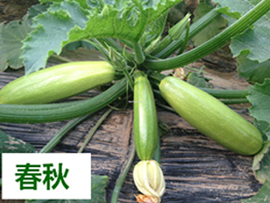 ����1217-�����J�N��-����N��