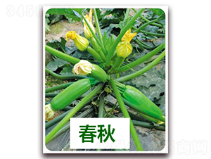 ����411-�����J�N��-����N��