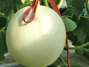 ����208-��ϷN��-�Є����S