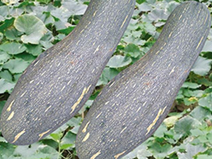 �t�ܱ��Ϲ�-�ϹϷN��-�Є����S