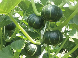 �Gͯؐؐ-�ϹϷN��-�Є����S