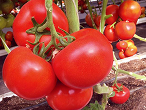 ����½��Z-���t���N��-�Є����S