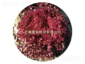 ��ϼ-���˷N��-�ݺͷN�I(y��)