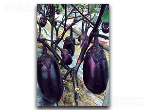 �ϼt�A��-���ӷN��-�������r�I