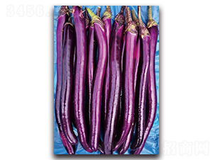 天秀-茄子種子-湘妹子農業