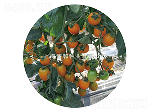 �S����̖-С���ѷN��-�ݺͷN�I