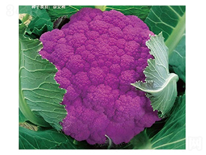 多紫多福-花菜種子-惠爾稼