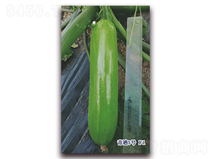 ���5̖F1-�����J�N��-ʥ�A���S