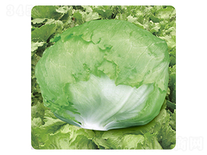 �Gޢ��IT-08��-���˷N��-ʥ�A���S