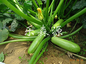 ���S-�����J�N��-��ɭԴ