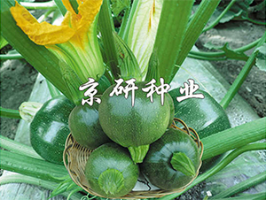 ����2̖(h��o)-�����J�N��-����