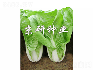 ���п��5̖-��˷N��-����