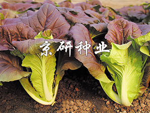 �����Ͽ��-��˷N��-����