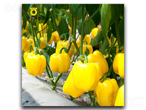 卡迪亞-辣椒種子-世農種苗