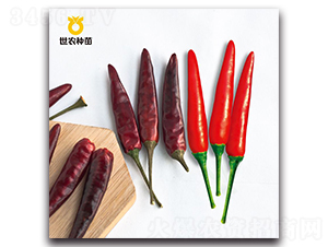 世農泰焰-辣椒種子-世農種苗