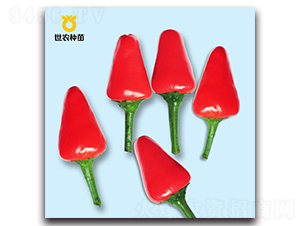 米口辣-辣椒種子-世農種苗