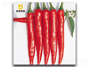 SN紅悅-辣椒種子-世農(nóng)種苗