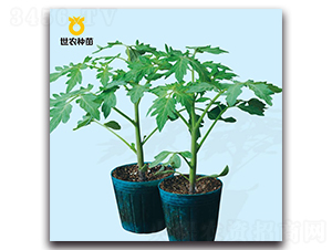 保抗2號-番茄砧木種子-世農種苗
