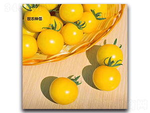 昕珠-番茄種子-世農種苗