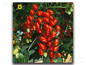芙珊88（釜山88）-番茄種子-世農種苗