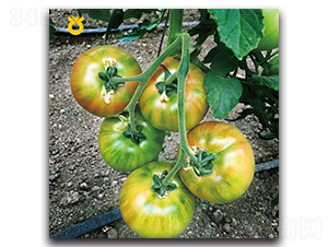 西西-番茄種子-世農種苗