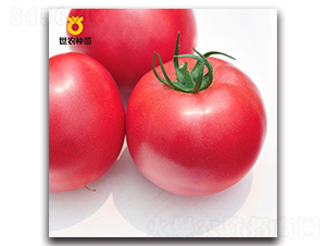吉佳-番茄種子-世農種苗