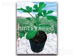 �L(zh��ng)����ľ-��ľ�N��-�A�G