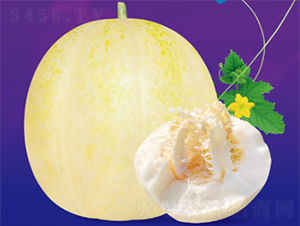 脆香九分-甜瓜種子-澤甜種業