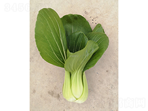 �;G508-�Ͳ˷N��-���зN�I