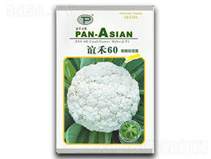 誼禾60-松花菜種子-誼禾