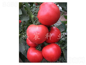 �_��9006-���t���N��-����r�I