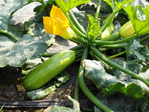 ���S3008-�����J�N��-����r�I