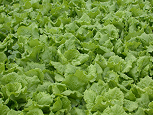 ȫ���ͳ�޷����-���˷N��-�����N�I