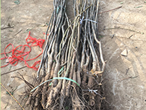 ���������-��ɭ�r�I